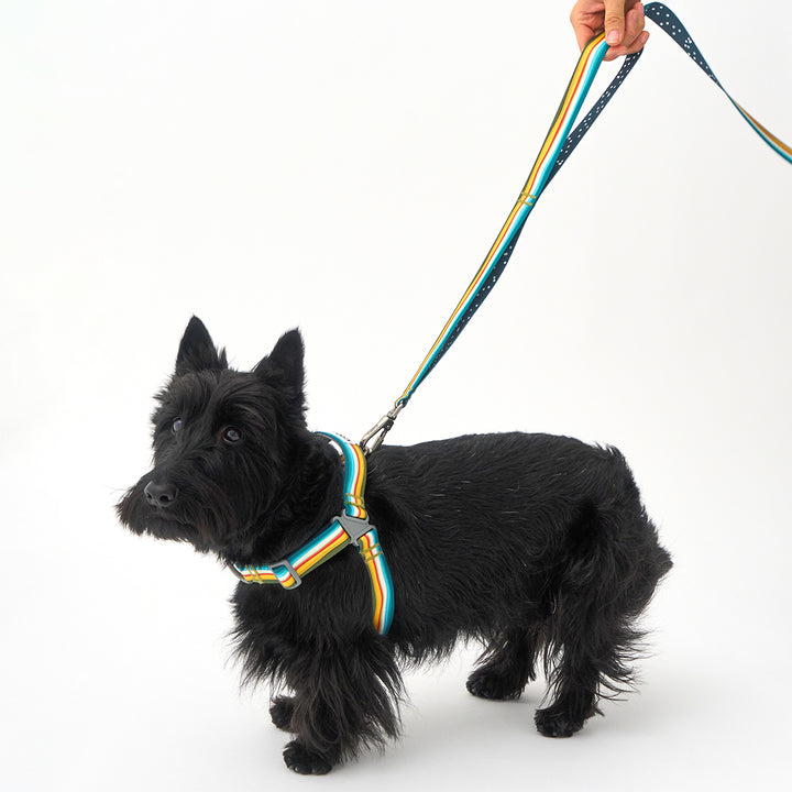 Gentle Leash Bolt_Ripple