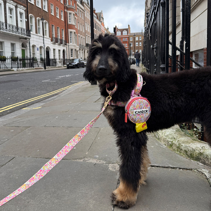 Martingale Collar, Buckle_Flora
