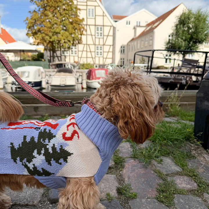 Brown dog wearing the Aspen Woolies Apres sweater on a city street