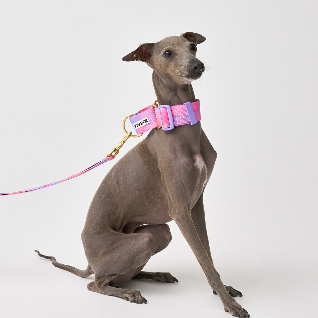 Smooth Martingale Collar 38mm_Milky Way
