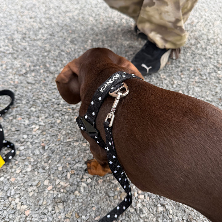 Gentle Leash Bolt, 1.6m(15mm)_Polka Dot