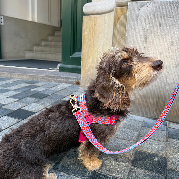 Gentle Leash Bolt_Flora