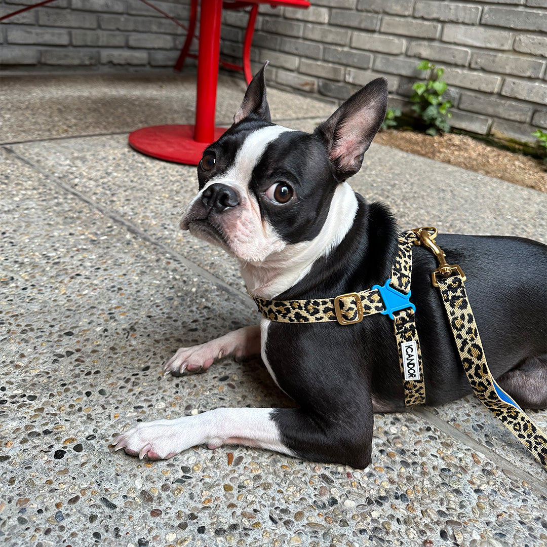 No-Pull Harness_Leopard