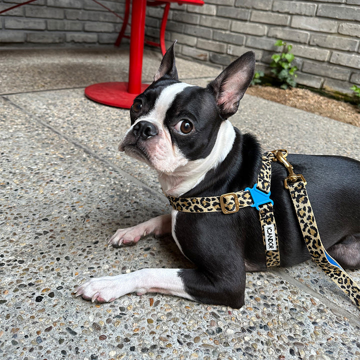 No-Pull Harness_Leopard