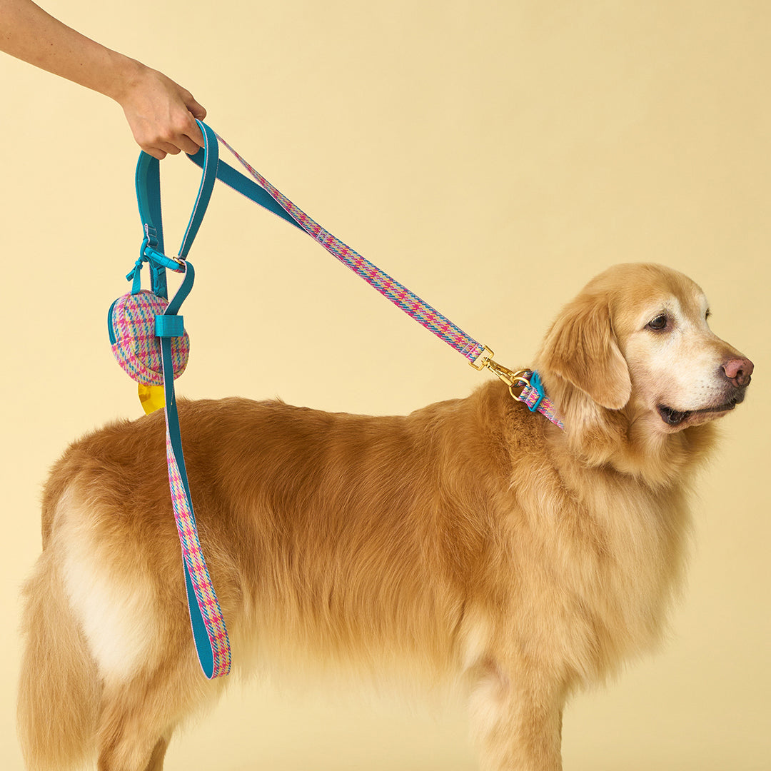 Gentle Leash Bolt_Edinburgh Check