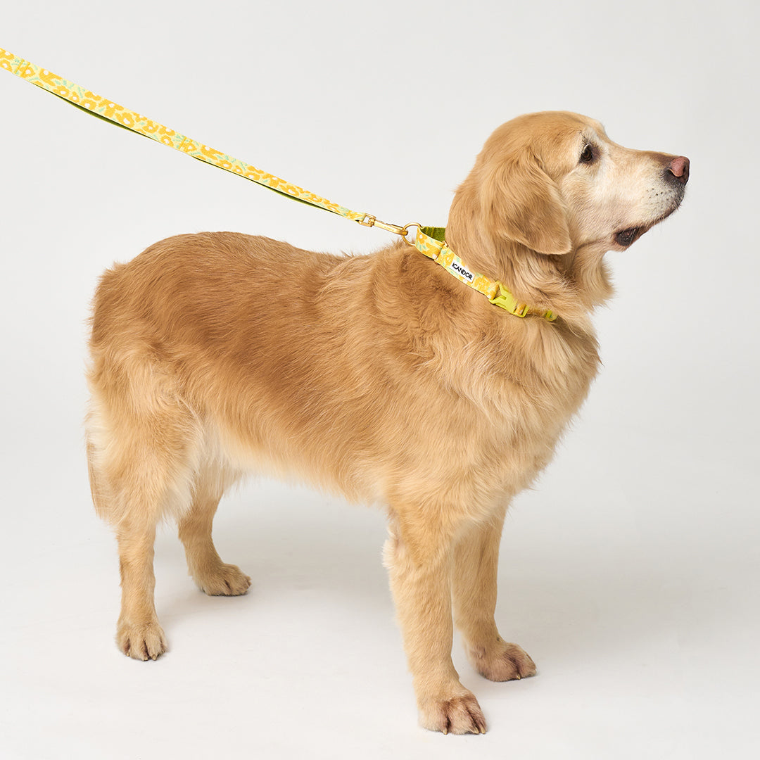 Martingale Collar, Buckle_Big Fish Yellow