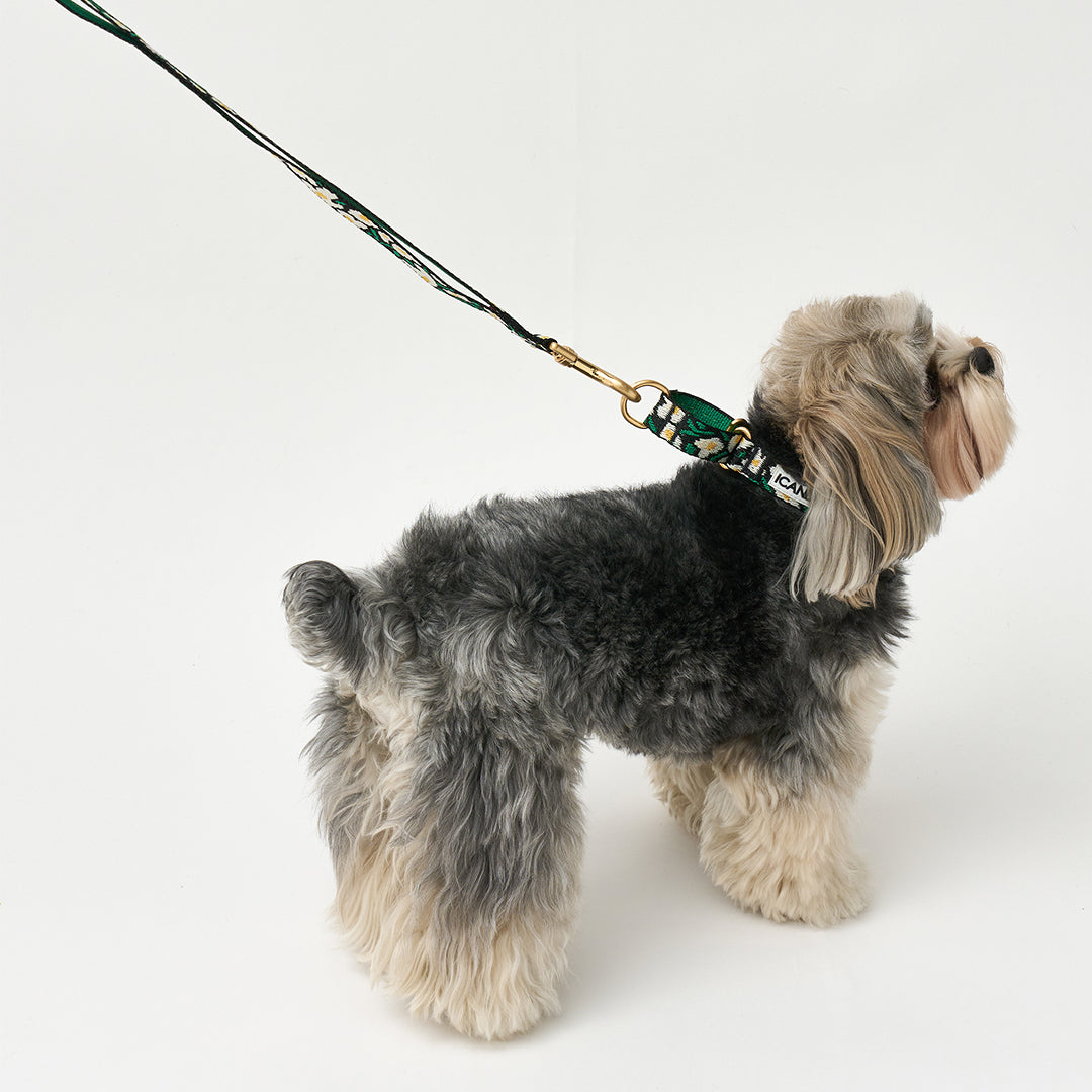 Martingale Collar, Buckle_Big Fish