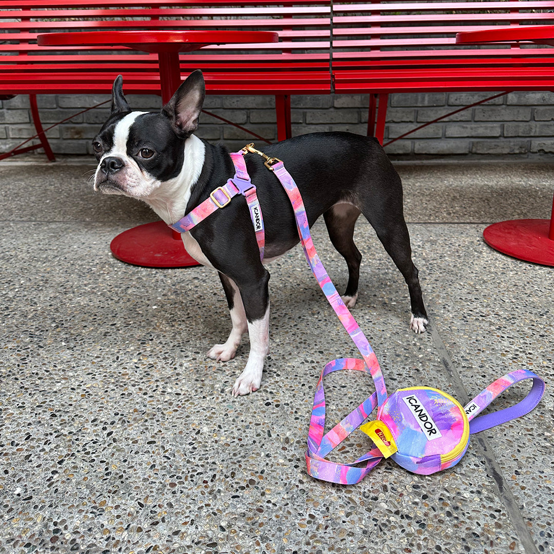 No-Pull Harness_Milky Way