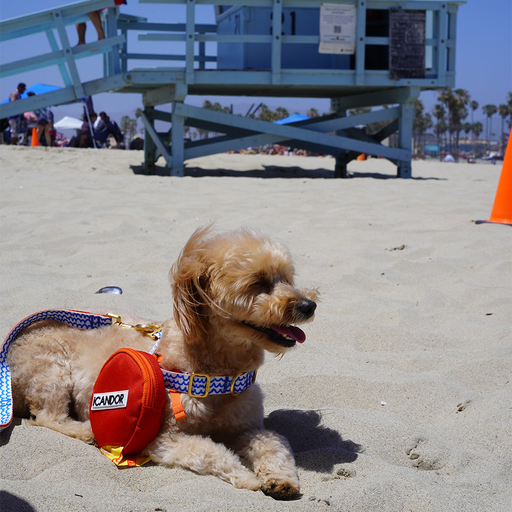 No-Pull Harness_Surfrider