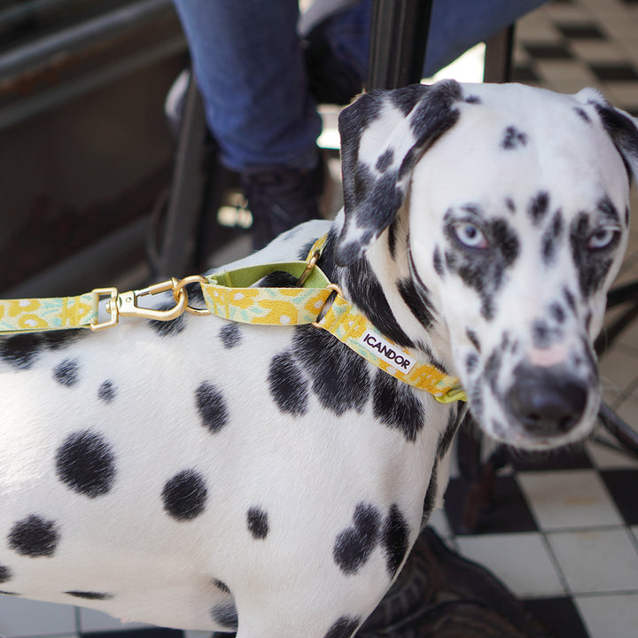 Gentle Leash Bolt_Big Fish Yellow