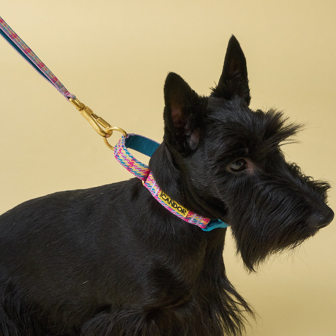 Gentle Leash Bolt_Edinburgh Check