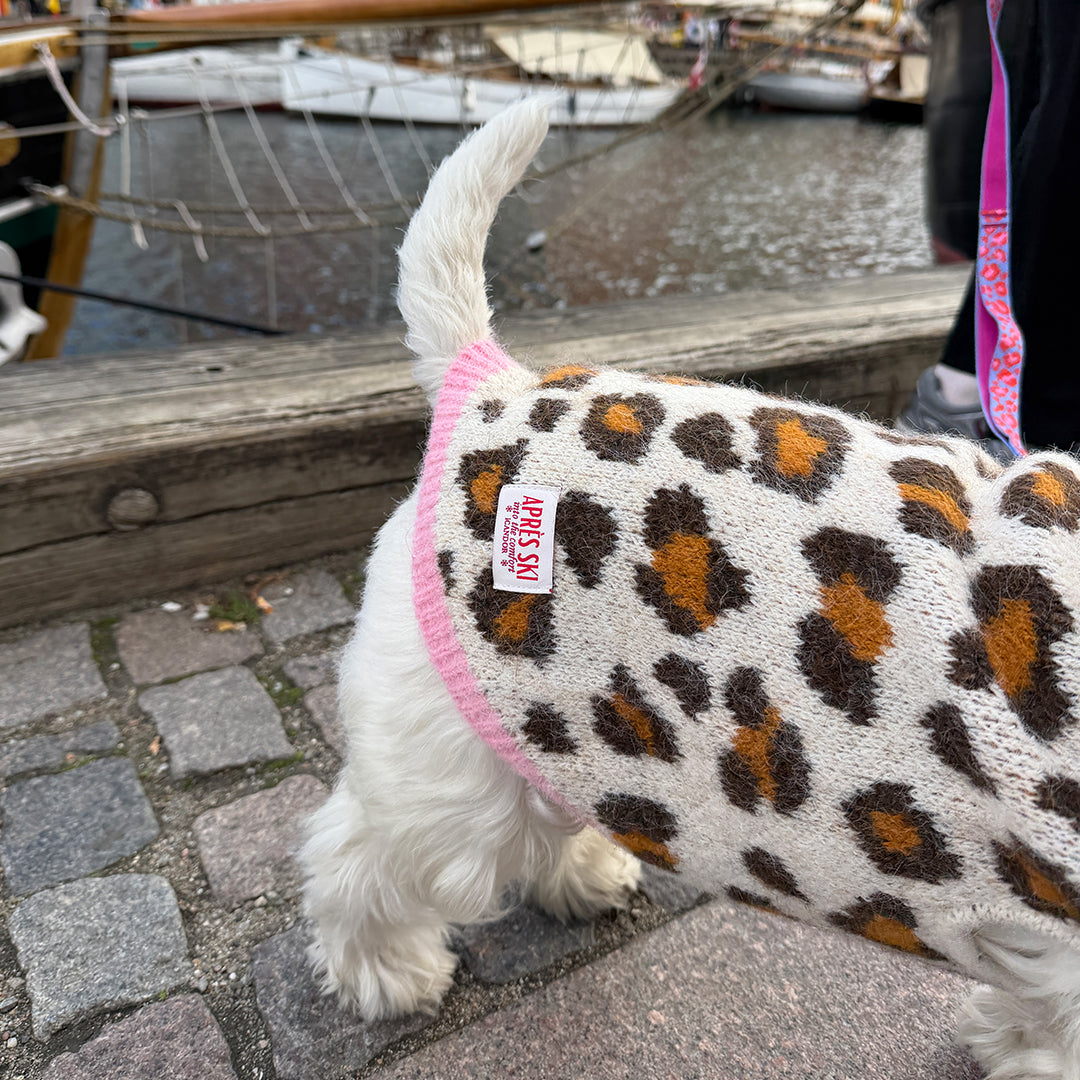 White dog in the Aspen Woolies Leopard sweater, back view with pink leash