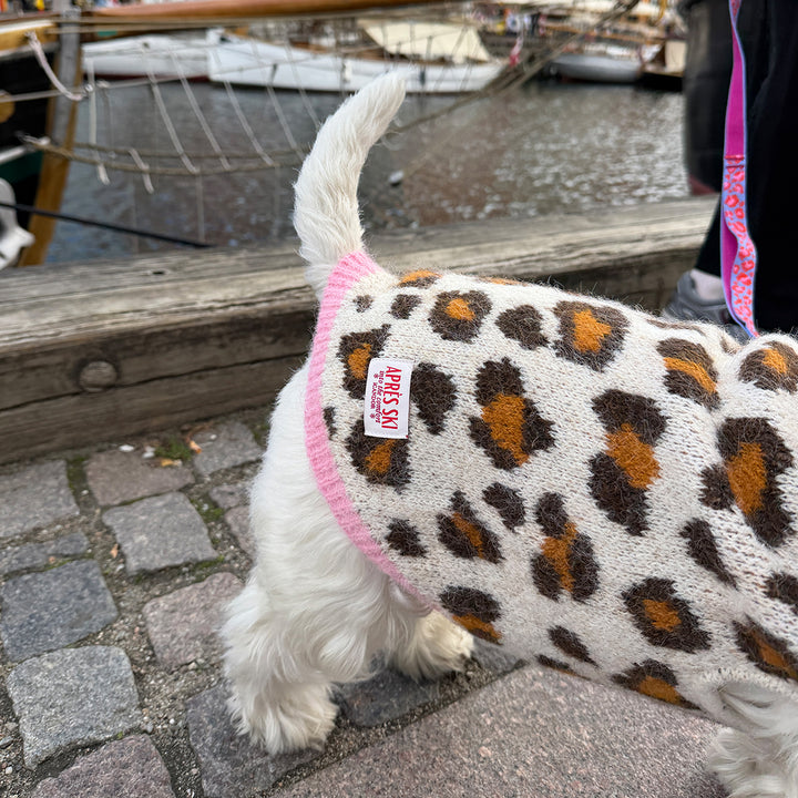 White dog in the Aspen Woolies Leopard sweater, back view with pink leash