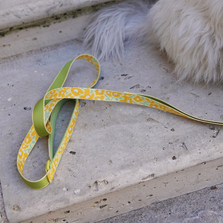 Gentle Leash_Big Fish Yellow