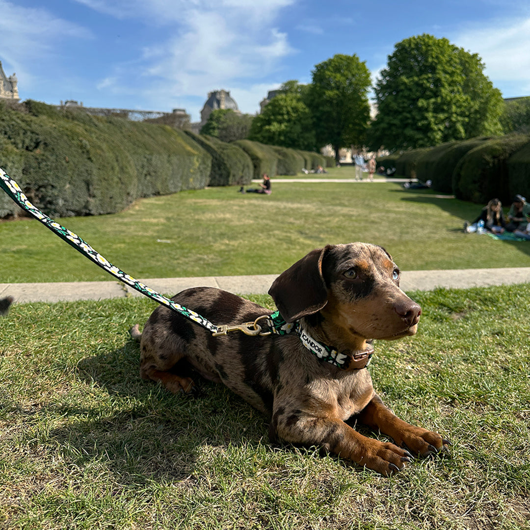 Martingale Collar, Buckle_Big Fish