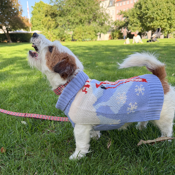Dog wearing the Aspen Woolies Apres sweater on the grass, side view