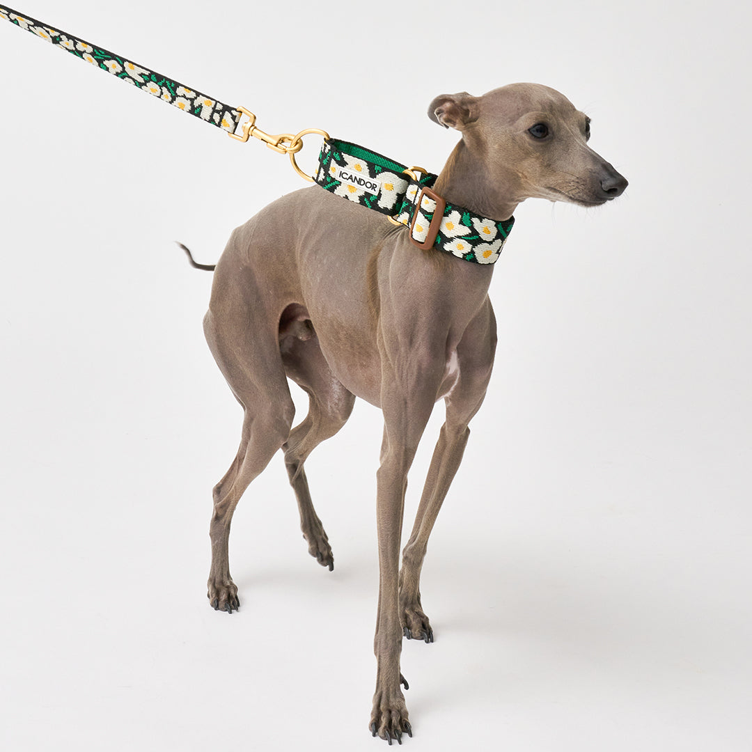 Smooth Martingale Collar 38mm_Big Fish