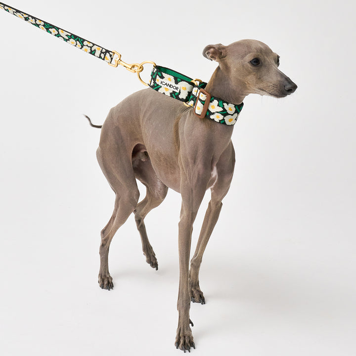 Smooth Martingale Collar 38mm_Big Fish