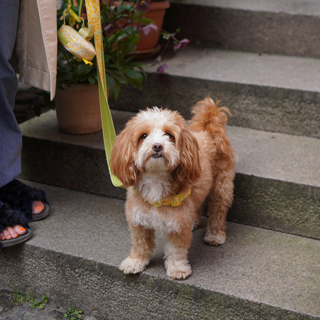 Gentle Leash Bolt, Long_Big Fish Yellow