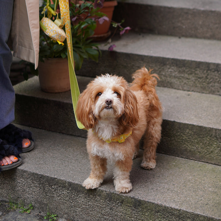 Gentle Leash Bolt, Long_Big Fish Yellow