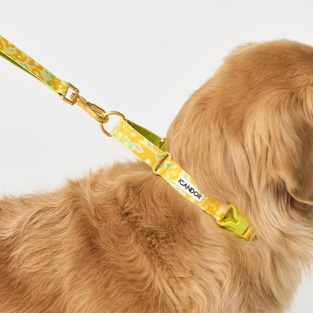 Martingale Collar, Buckle_Big Fish Yellow