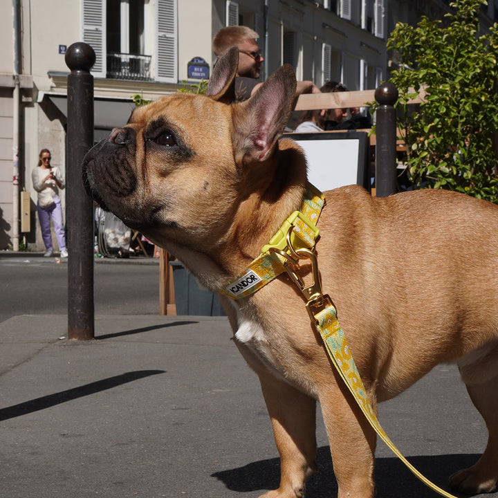 Gentle Collar Dual_Big Fish Yellow