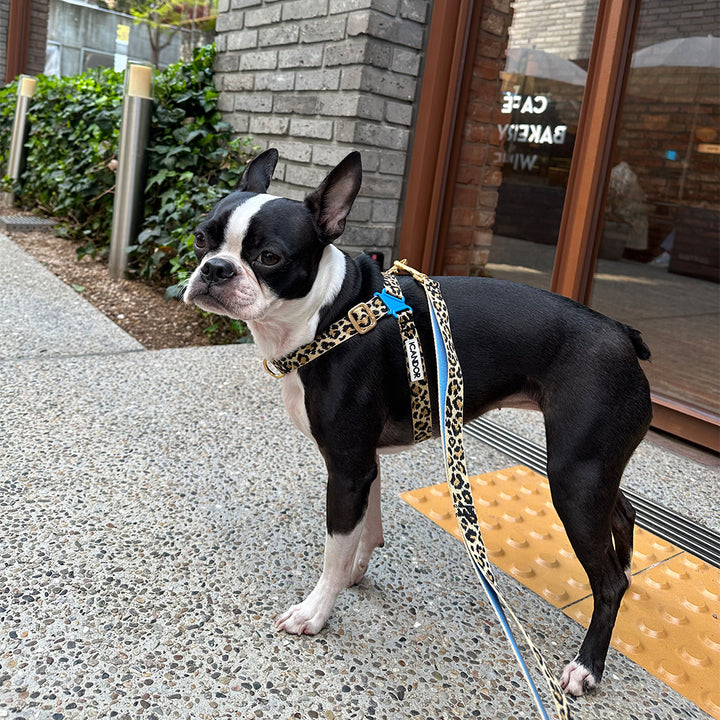No-Pull Harness_Leopard