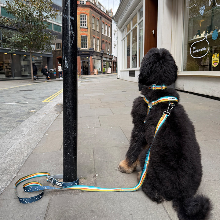 Gentle Leash Bolt_Ripple