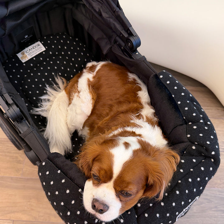 Urban Nest Cushion in Polka Dot: brown and white dog lying on the cushion in a stroller