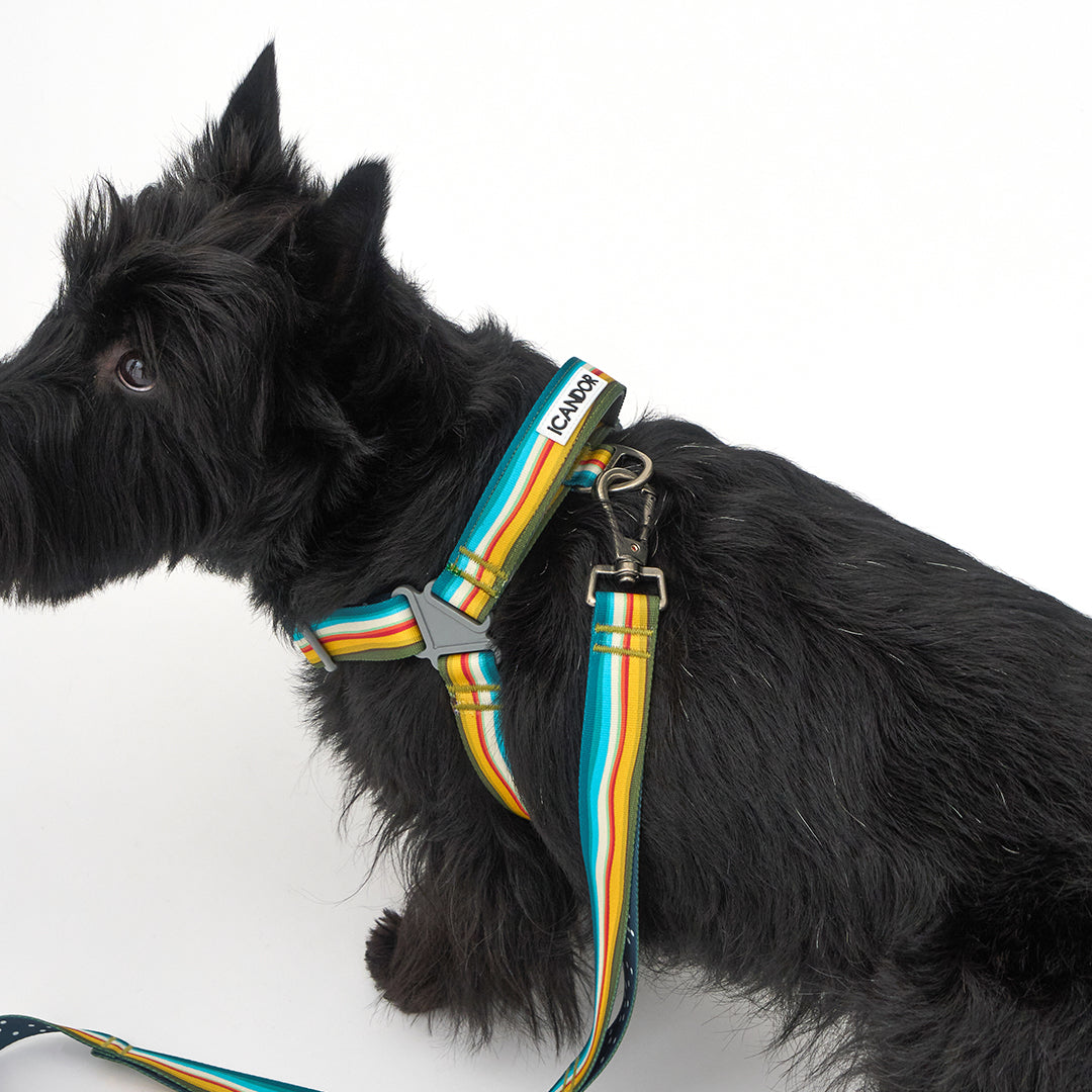 No-Pull Harness_Ripple