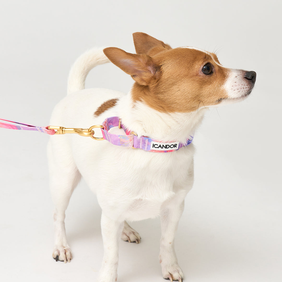 Martingale Collar, Buckle_Milky Way
