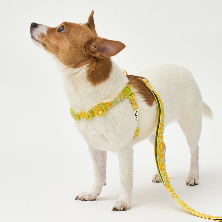 No-Pull Harness_Big Fish Yellow