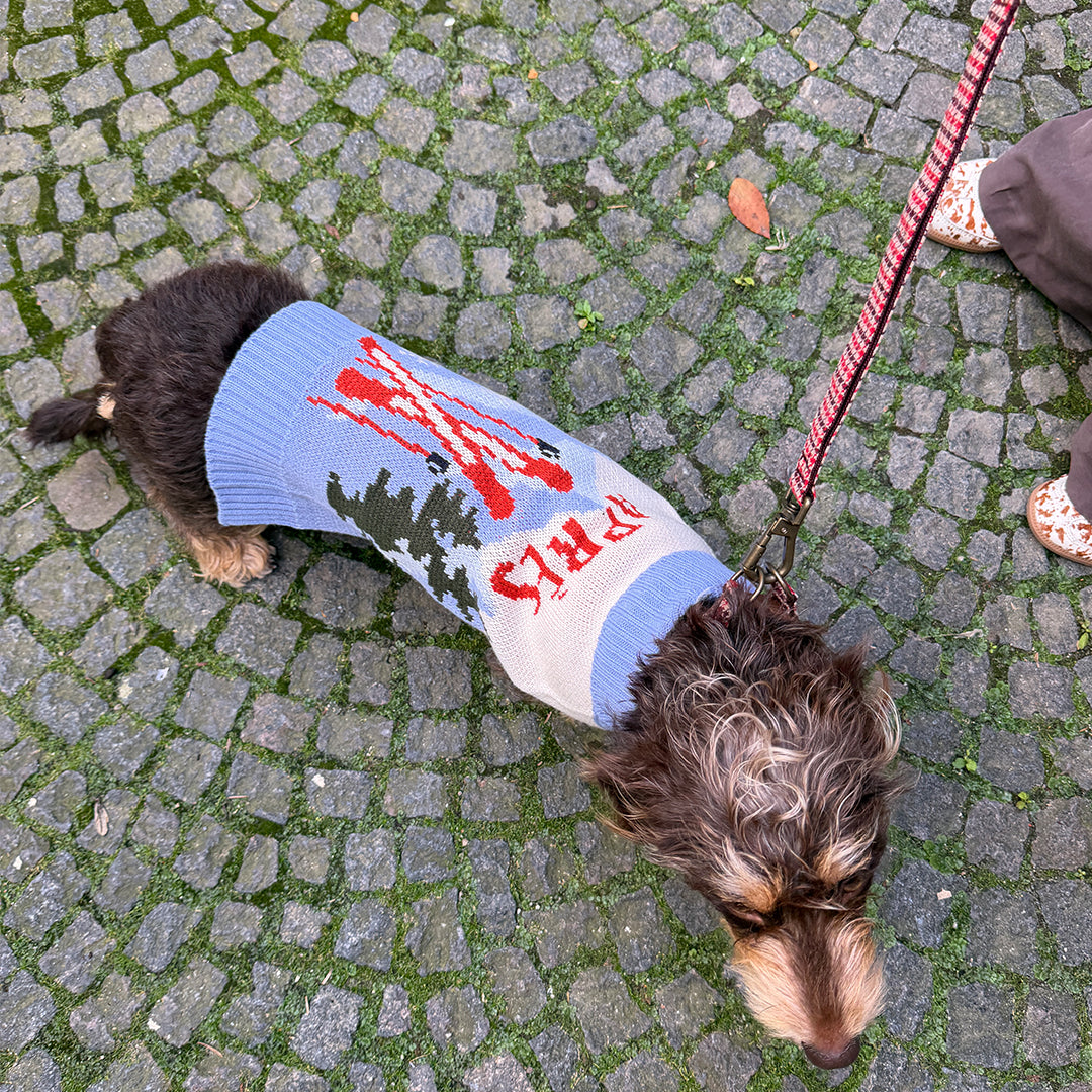 Dog wearing the Aspen Woolies Apres sweater on cobblestones, view from above