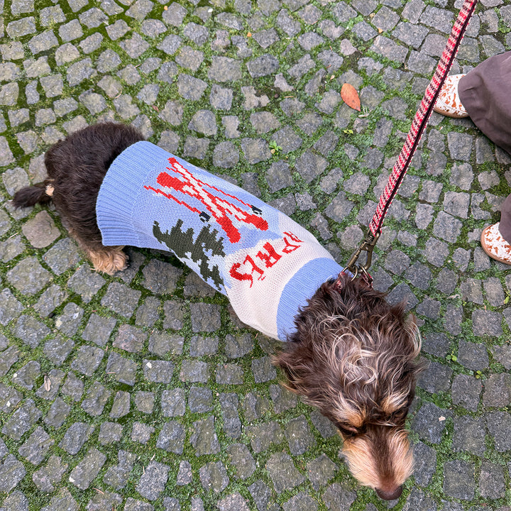 Dog wearing the Aspen Woolies Apres sweater on cobblestones, view from above