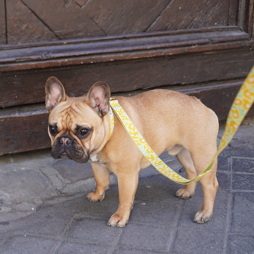 Gentle Collar Dual_Big Fish Yellow