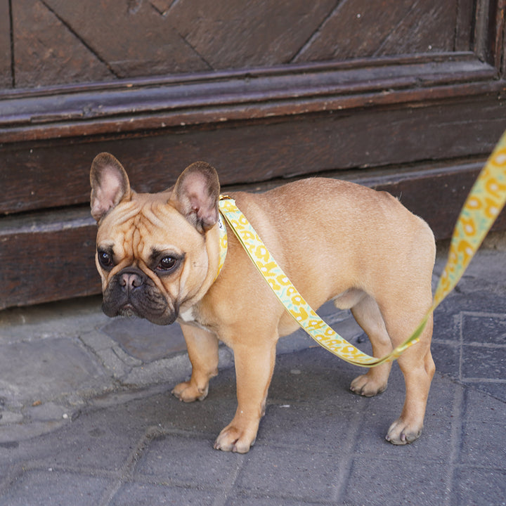 Gentle Collar Dual_Big Fish Yellow