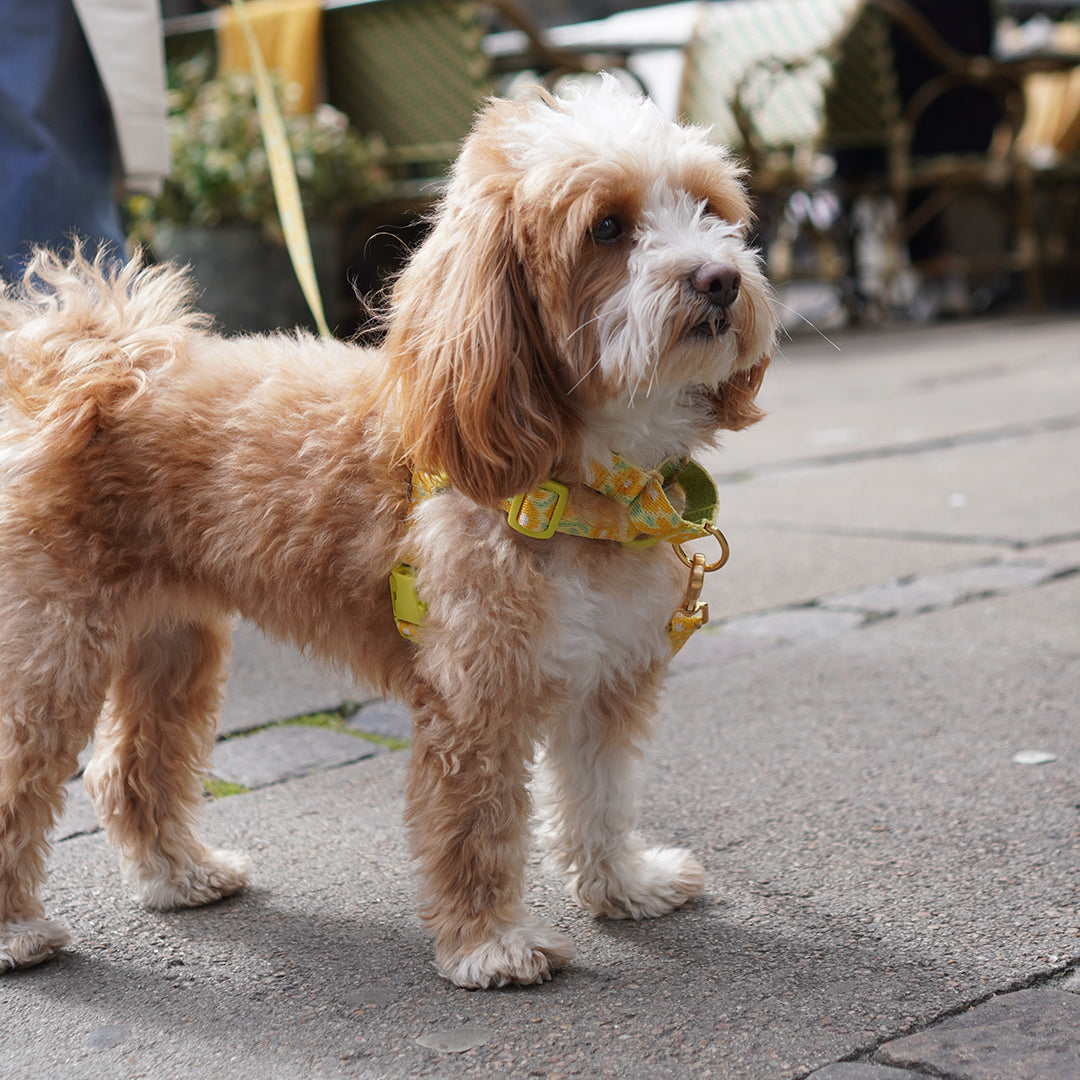 Gentle Leash Bolt, Long_Big Fish Yellow