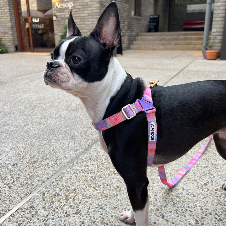 No-Pull Harness_Milky Way