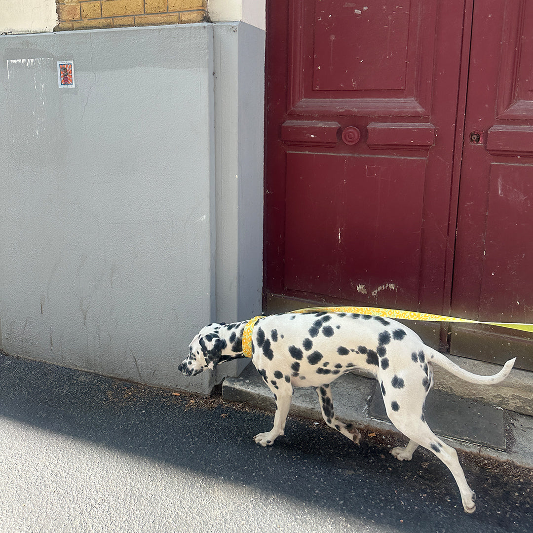Gentle Leash Bolt_Big Fish Yellow
