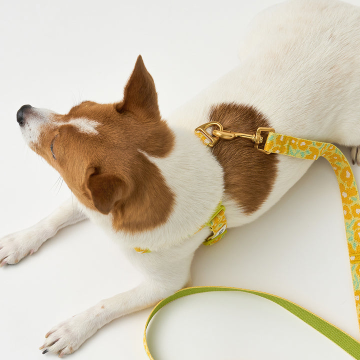 No-Pull Harness_Big Fish Yellow