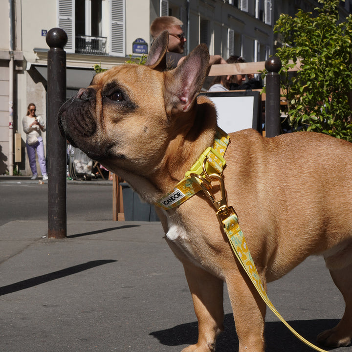 Gentle Leash Bolt_Big Fish Yellow