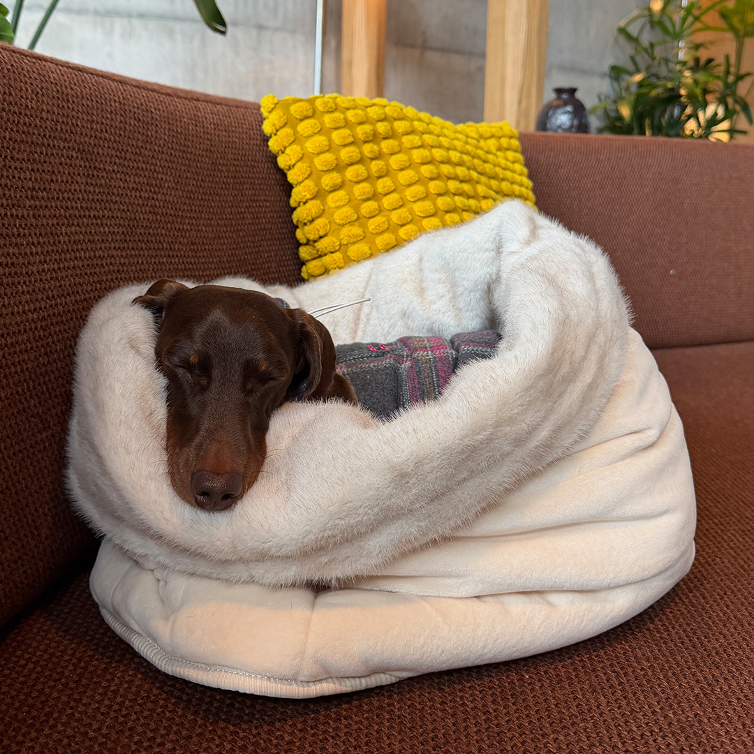 Snuggle Nest: chocolate-brown dog sleeping inside on a sofa