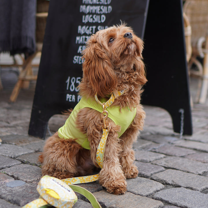 Martingale Collar, Buckle_Big Fish Yellow
