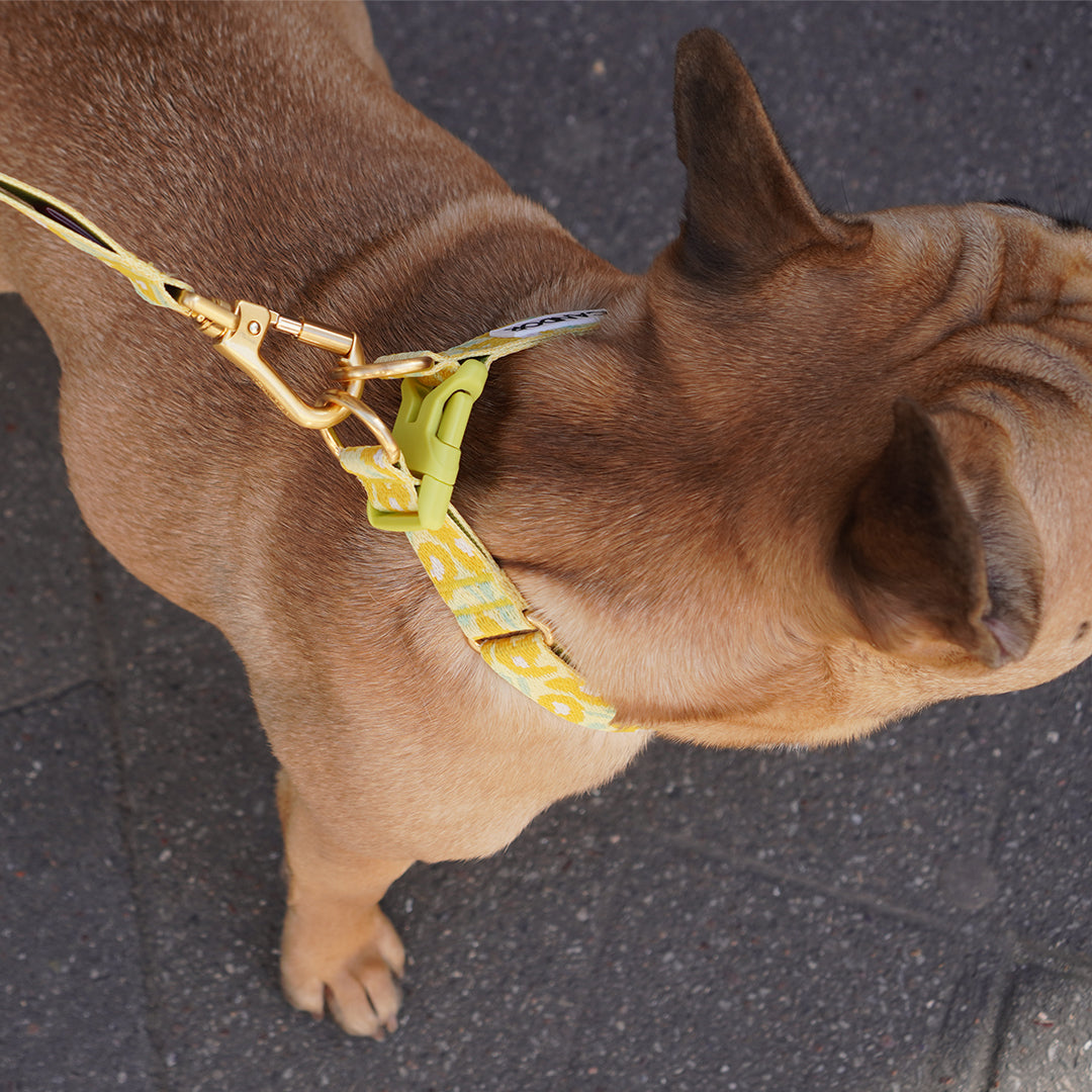 Gentle Collar Dual_Big Fish Yellow