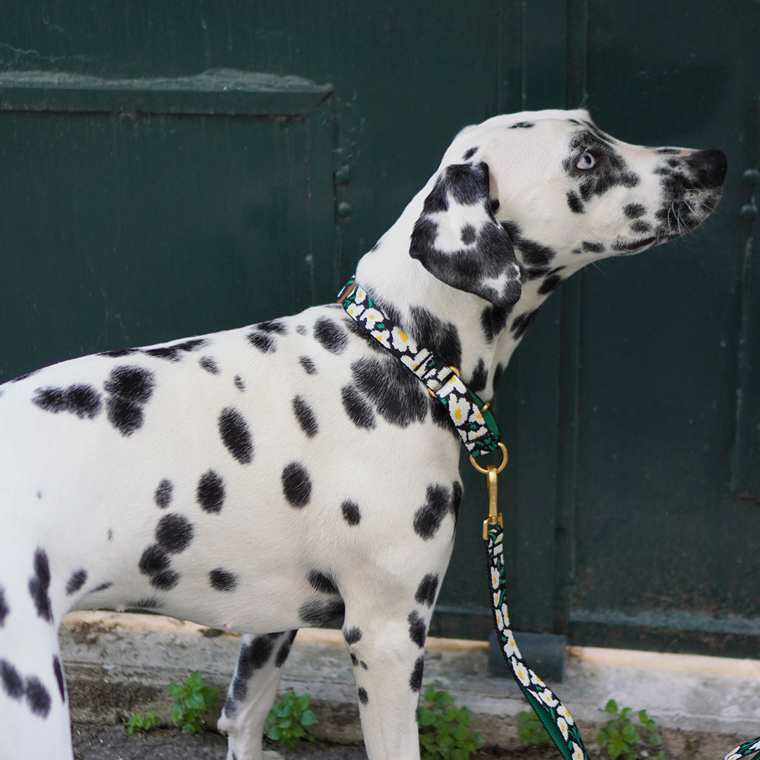 Martingale Collar, Buckle_Big Fish