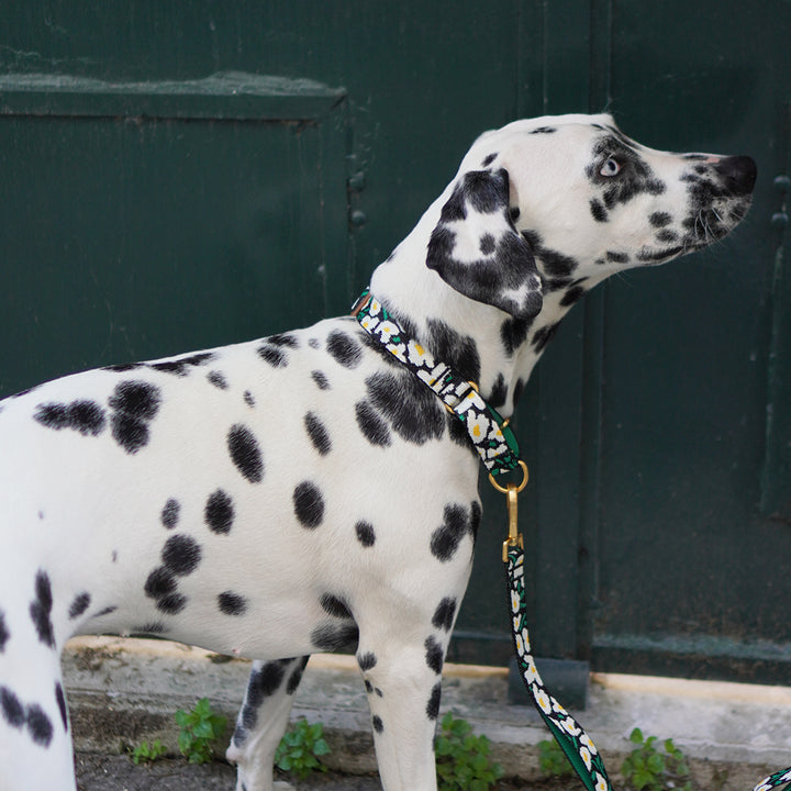 Martingale Collar, Buckle_Big Fish