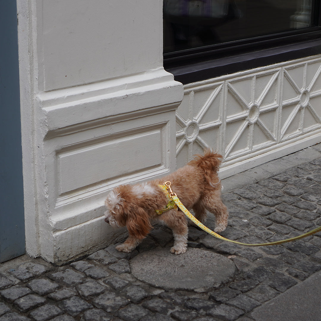 Gentle Leash Bolt, Long_Big Fish Yellow