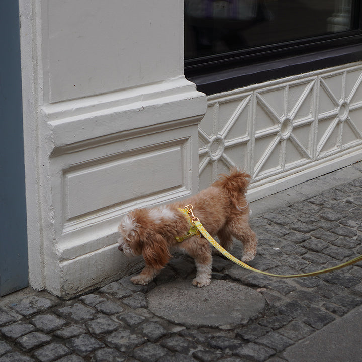 Gentle Leash Bolt, Long_Big Fish Yellow