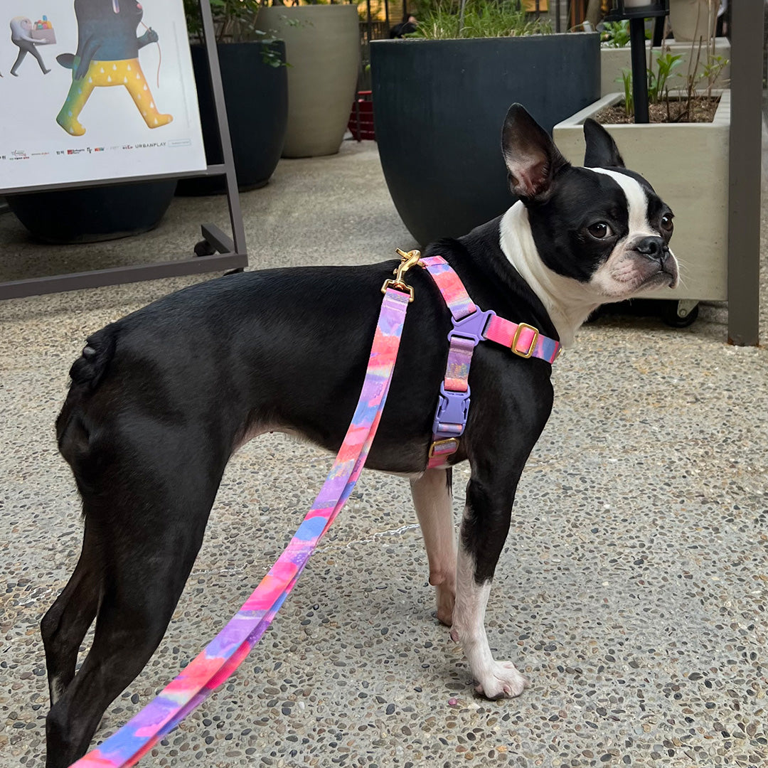 No-Pull Harness_Milky Way