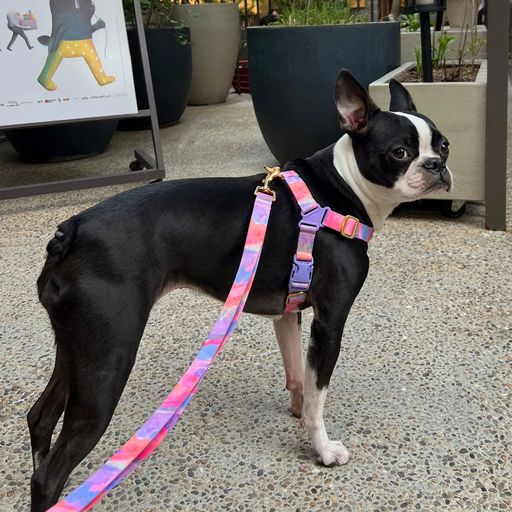 No-Pull Harness_Milky Way